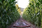 Зрошувальна (іригаційна) машина Irriforce MICO TD2500 200